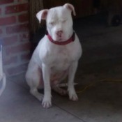 What Breed Is My Dog? - white dog with red collar