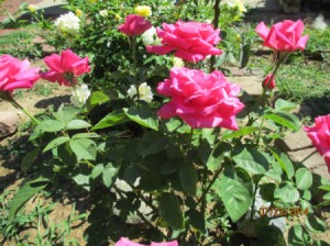 A rose bush with dark pink roses.