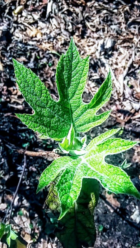 Spring Greenery (Oakleaf Hydrangea) - new foliage