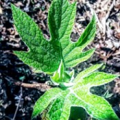 Spring Greenery (Oakleaf Hydrangea) - new foliage