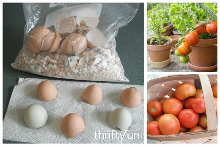 Save Eggshells for Planting Tomatoes