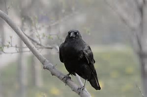 Getting Rid of Crows - crow on branch