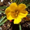 Crocus the Herald Of Spring - yellow flower
