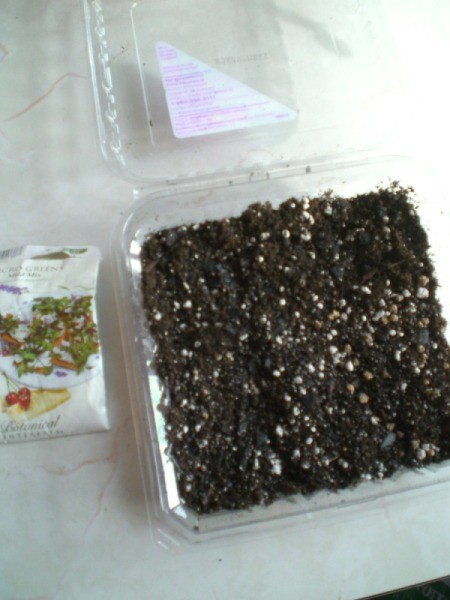 Grow Microgreens at Home - soil and seeds planted in plastic food container