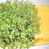 Grow Microgreens at Home - growing micro greens