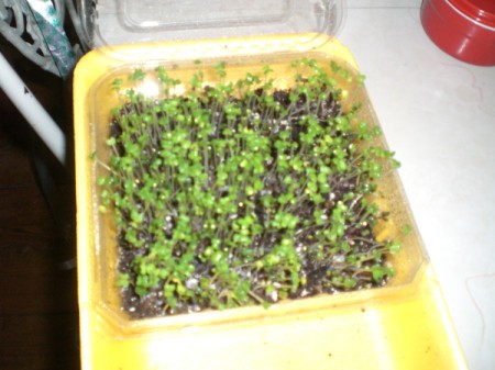 Grow Microgreens at Home | ThriftyFun