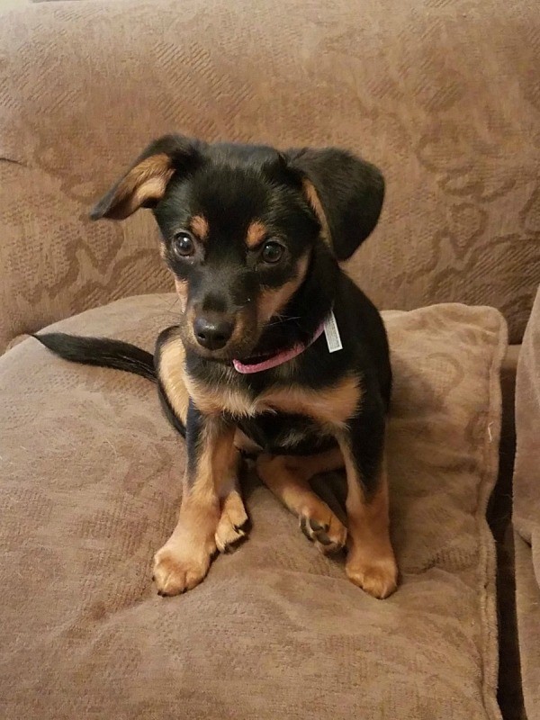 Featured image of post Jack Russel Pinscher Mix Charakter