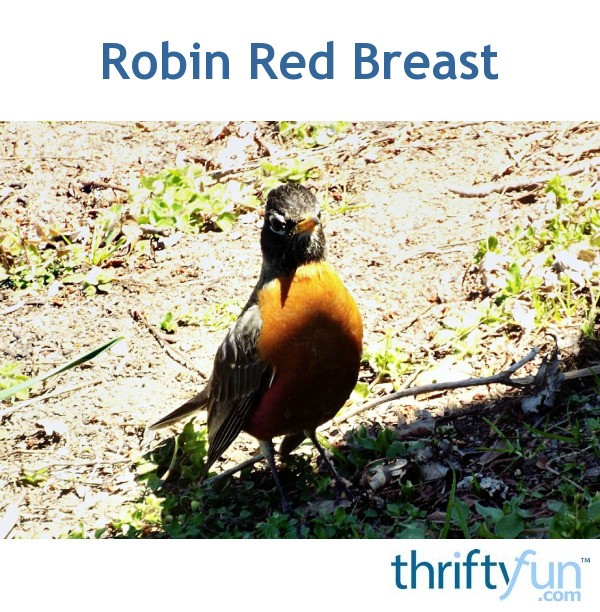 Robin Red Breast ThriftyFun