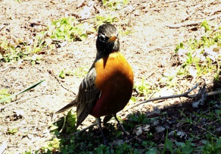 Robin Red Breast - robin in part sun