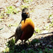 Robin Red Breast - robin in part sun