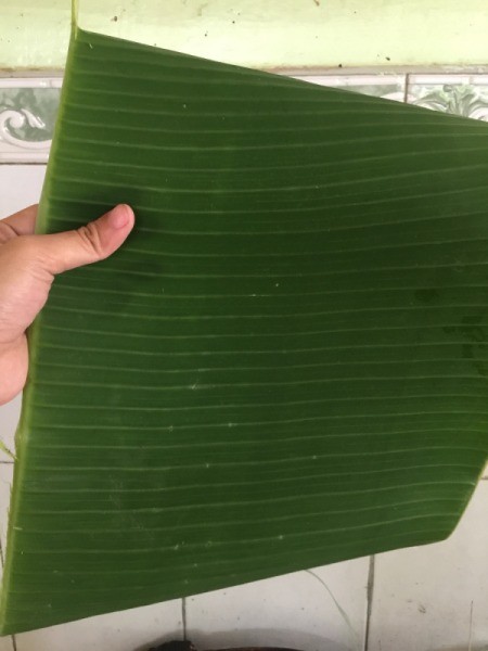 banana leaf
