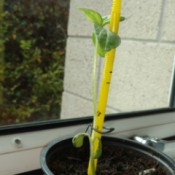 Bottom Leaves on Sunflower Sprout Wilting