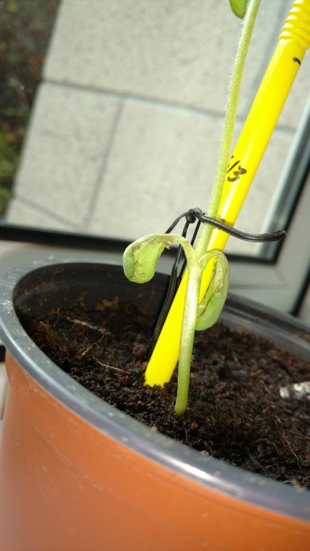 The bottom leaves on a sunflower sprout wilting.