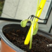 The bottom leaves on a sunflower sprout wilting.