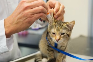 A young cat getting ear drops at the vet.