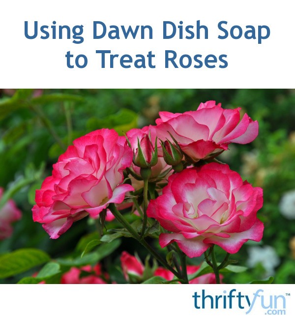 Using Dawn Dish Soap to Treat Roses? ThriftyFun