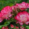 Bright pink roses growing outside.