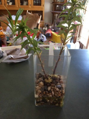 A glass vase with an Oriental lily growing in water.