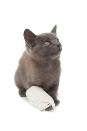 Cat First Aid Procedures for First Aid Kit - cat with bandaged right front paw and leg