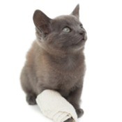 Cat First Aid Procedures for First  Aid Kit - cat with bandaged right front paw and leg