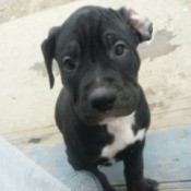 What Breed Is My Dog? - black puppy with white on chest and toes