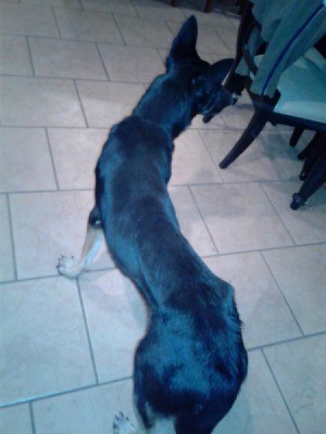 German Shepherd Is Too Skinny - looking down on very thin dog