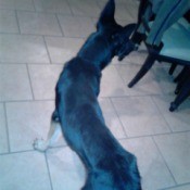 German Shepherd Is Too Skinny - looking down on very thin dog