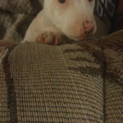 Is My Pit Bull Puppy Mixed?