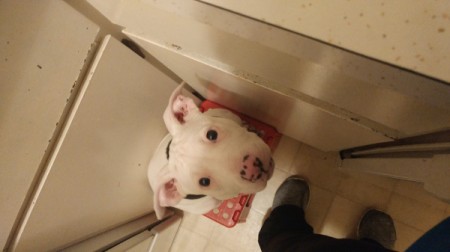 Is My Pit Bull Puppy Mixed?