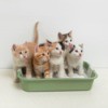 A bunch of kittens in a litter box.
