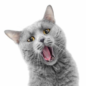 A funny grey cat on a white background.
