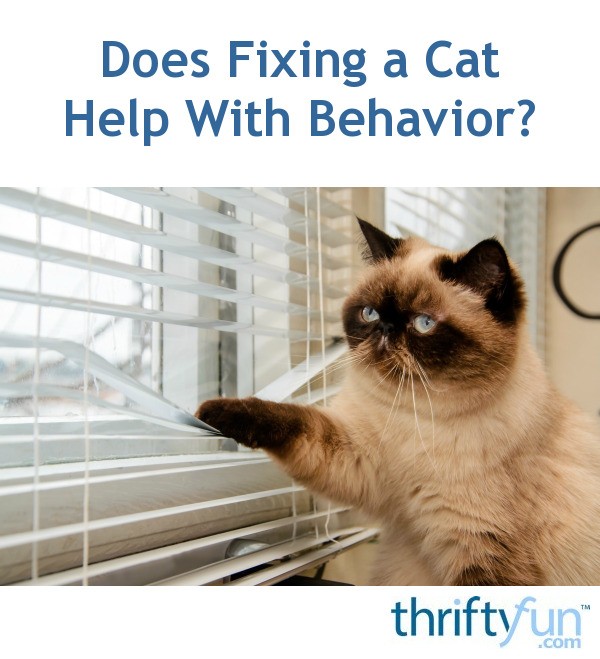 Does Fixing a Cat Help With Behavior? ThriftyFun