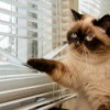 A siamese cat looking out window blinds.