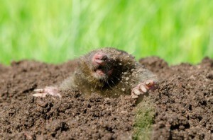 A mole sticking its head out of a mound in a yard.