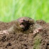 A mole sticking its head out of a mound in a yard.