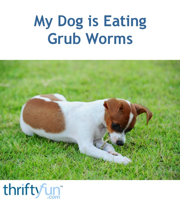 My Dog is Eating Grub Worms ThriftyFun