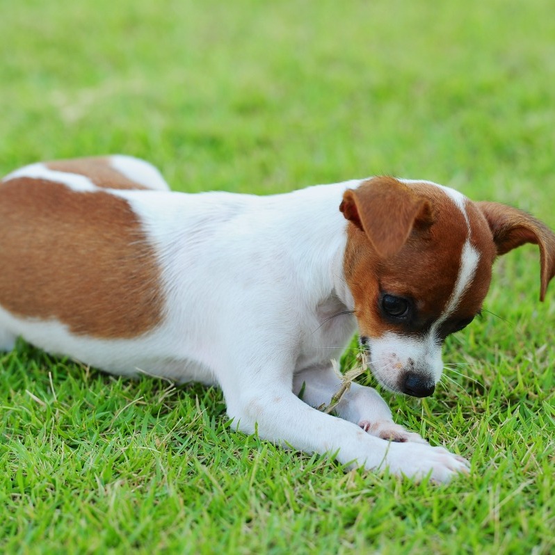 my-dog-is-eating-grub-worms-thriftyfun