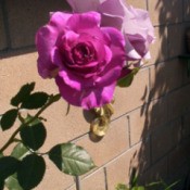 April Flowers