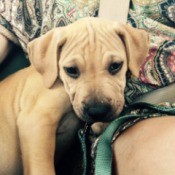 What Breed Is My Dog? - yellow puppy