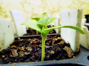 My Indoor Seedling Setup - cantaloupe seedling