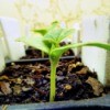 My Indoor Seedling Setup - cantaloupe seedling