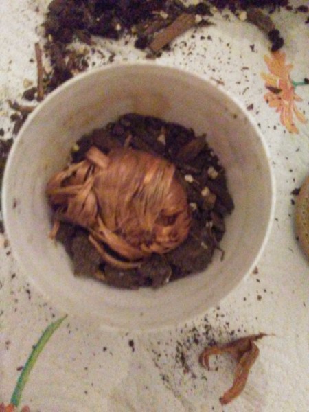 A bulb planted inside a recycled Glade air freshener.