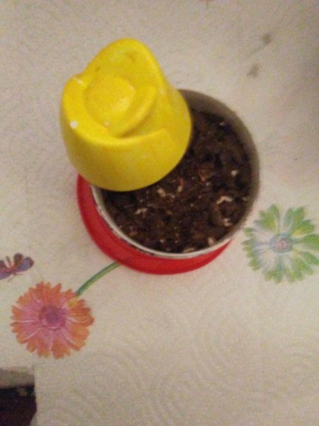 A planter made from a Glade air freshener.