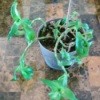 What Is This Houseplant? leggy houseplant
