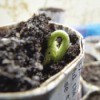 A Moonflower Vine Is Born - seedling  emerging