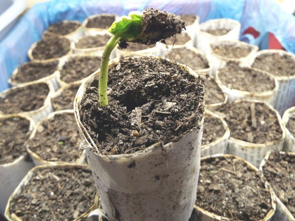 A Moonflower Vine Is Born - seed leaves with soil still attached