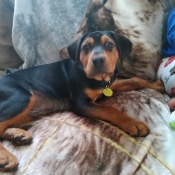 What Breed Is My Dog? - black and brown puppy