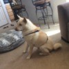 Storm (Shiba Inu) -  sitting by couch