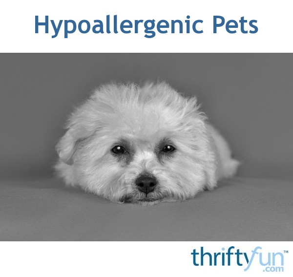 Hypoallergenic Pets ThriftyFun
