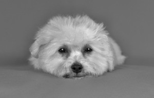 Hypoallergenic Pets - Bichon Frise